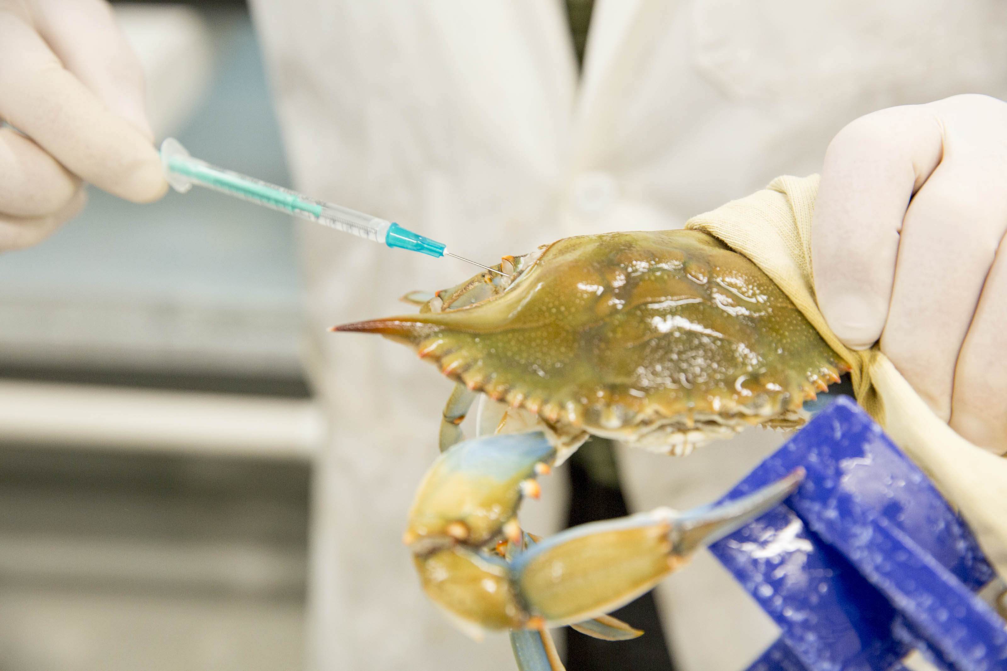 IMET, Chesapeake Bay watermen saving blue crabs from deadly virus UMCES
